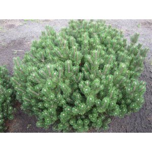 Borovica horská (Pinus mugo) ´MARIE BREGEON´ – výška 30-35 cm, kont. C5L